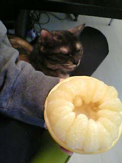 18�Ԓ�q�@���債���ł�����̗��e����̍�i