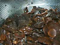 ���q�̒ώ�