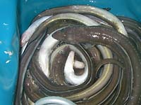 ���q���V�s