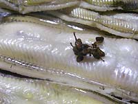 ���q���V�s