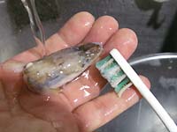 ���q���V�s�@���q�̃^��