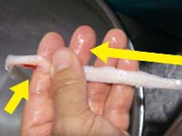 ���q���V�s�@���q�̍��Ɠ��̗��p