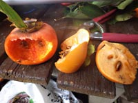 �Ê`�ō�銱���`�i�h���C�t���[�c�j