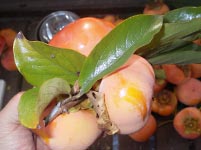 �Ê`�ō�銱���`�i�h���C�t���[�c�j