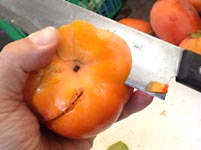 �Ê`�ō�銱���`�i�h���C�t���[�c�j