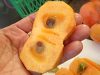 �Ê`�ō�銱���`�i�h���C�t���[�c�j