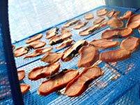 �Ê`�ō�銱���`�i�h���C�t���[�c�j