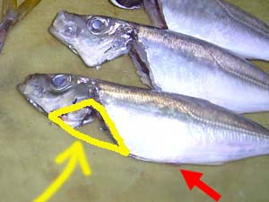 �[���̋��t����̏��˂̎J����