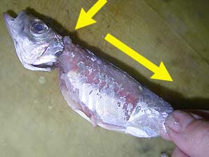 �[���̋��t����̏��˂̎J����