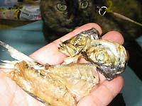 �[���̋��t����̏��˂̎J����