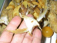 �[���̋��t����̏��˂̎J����