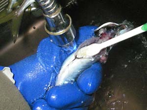 �[���̋��t����̏��˂̎J����