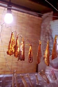 ���L�X�̊���