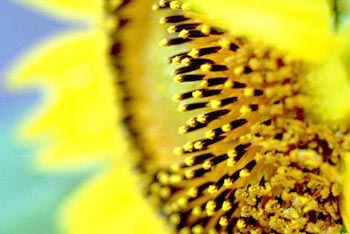 2001�N�̂Ђ܂��