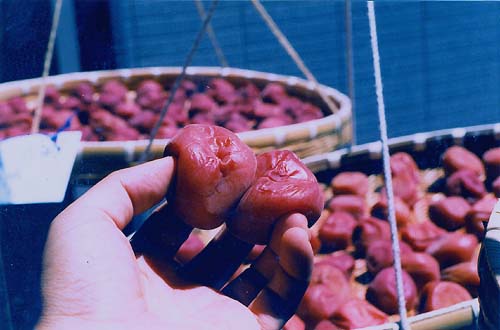 2004�N�~����