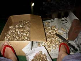 �钆�ɂ�����傤�𔍂�