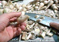 �D�̂܂܏㉺���J�b�g����