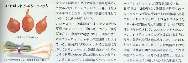 �H�ސ}�T�`�V�����b�g�ƃG�V�����b�g