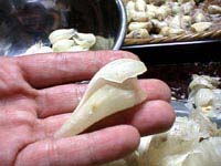 ������傤�̔�͎v���؂��Ĕ���