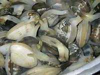 ������̒ώ�