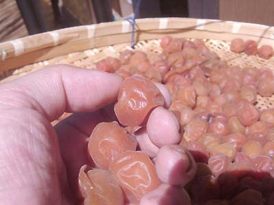 �y�p����1����