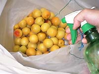 �Ē����܂Ԃ�