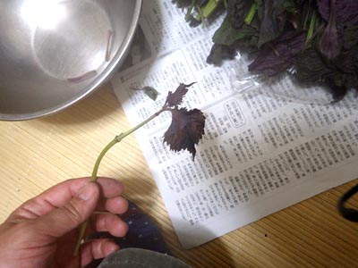 �Q�n�Y�̐Ԏ��h������