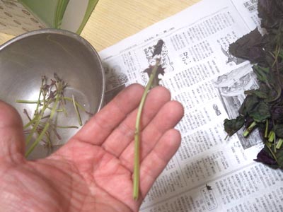 �Q�n�Y�̐Ԏ��h������