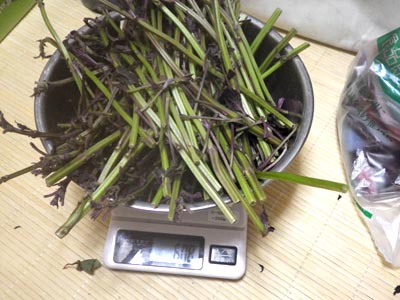 �Q�n�Y�̐Ԏ��h������