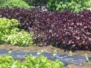 �Q�n�Y�̐Ԏ��h������