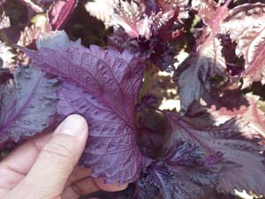 �Q�n�Y�̐Ԏ��h������