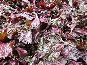 �ւ��Ȃ�̐Ԏ��h��������