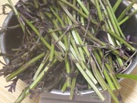 �ւ��Ȃ�̐Ԏ��h��������