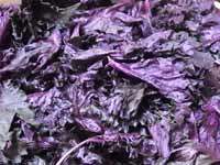 �ւ��Ȃ�̐Ԏ��h��������