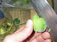 �~�̃J�`�����