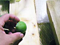 �~�̃J�`�����