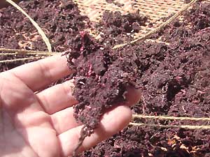 �Ԏ��h�̊�����