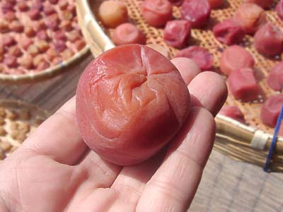 �y�p����1����