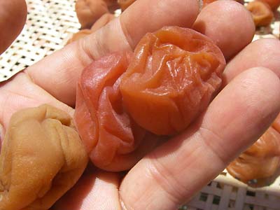 �y�p����1����