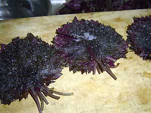 ���ɂ���p�̐Ԏ��h