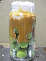 �~�i�G�L�X�j���X�̍���