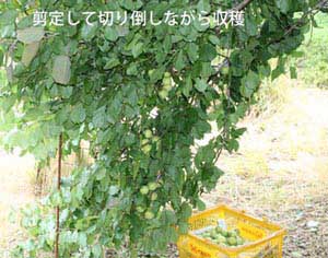 �q�b�q����̔~��