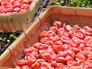 ���ƍ؉��̔~��