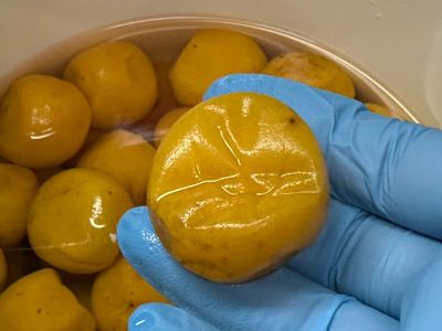 �ǂ���������̔~��