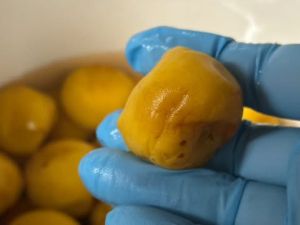 ��������̔~��