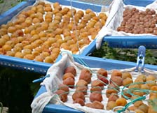 ���C�h�o�X�P�b�g