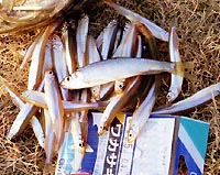 �摜������