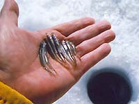 ���_�J�T�C�Y�̂킩����