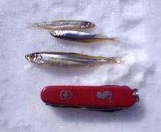 �摜������