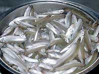 �ނ������J�T�M